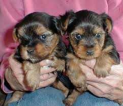 Ckc Male And Female Yorkies-t-cup