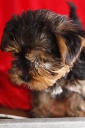 Beautiful Doll Face Teacup Yorkie Puppies