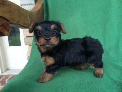 Cute Doll Face Teacup Yorkie Puppies