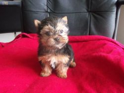 Social Potty Trained Teacup Yorkie Puppies