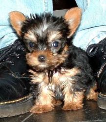 Baby Yorkie puppies for adoption.