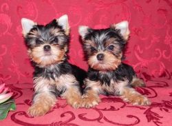 Free Potty Trained Teacup Yorkie Puppies