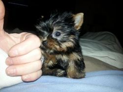 Extra Small Yorkshire Terrier Female Puppy ** Akc