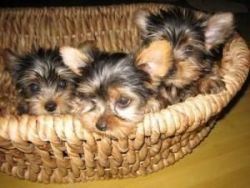 Beautiful Yorkie Puppies for adoption