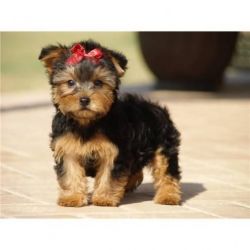 Beautiful Yorkie Puppies for adoption