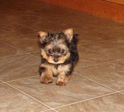 Yorkshire terry Yorkie pup's ready to go