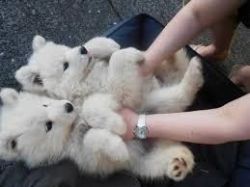 Husky Puppies For Adoption