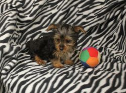 Male Yorkie Puppies for Sale