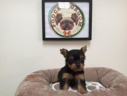 Yorkshire Terrier - Lady - Female