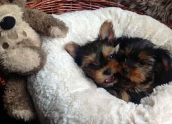 Tiny And Adorable Yorkie Puppies