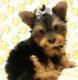 Yorkie Puppies Toy and Teacup Sizes