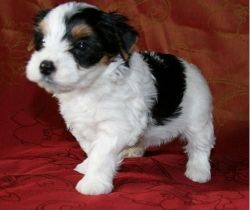 Gorgeous Trained Yorkshire Pups for sale