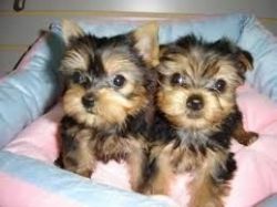 Lovely Yorkie puppies needs new home