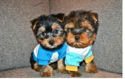 Free Two Teacup Yorkie Puppies