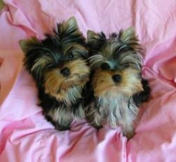 Tiny and Compact Yorkie Puppies.