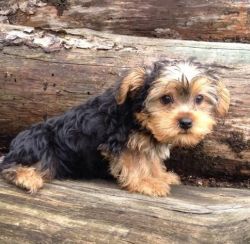 Healthy Teacup Yorkies Available To Good Homes...