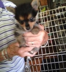 Stunning teacup yorkies available in a few weeks