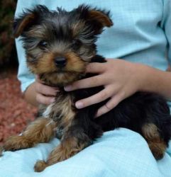 Registered Yorkie puppies for adoption