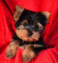 Quality Bred Family Raised Yorkie Puppies