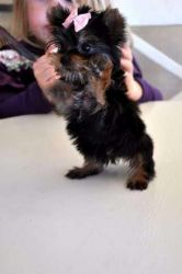 Available Yorkie puppies...