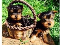 Two Teacup Yorkie pups