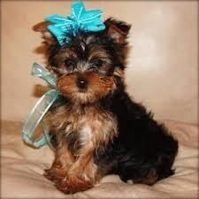 Female and male Yorkie Puppies
