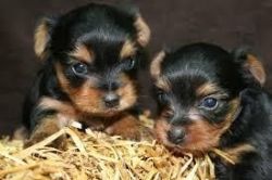 Yokie Puppies for Free Adoption
