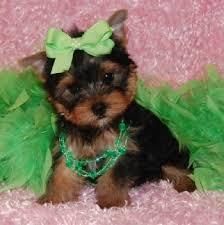 2 Charming Akc T-cup Yorkie Puppies