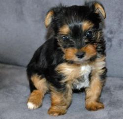 Home Trained Yorkie Puppies For Adoption