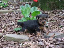 Adorable Teacup Yorkie puppies for adoption