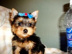 Teacup Yorkie Puppies Ready To Go To A Good Home