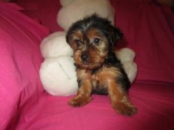 Male AKC Yorkshire Terrier