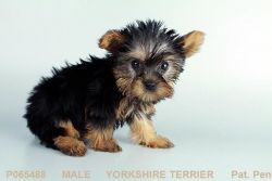 Our Yorkshire Terrier!