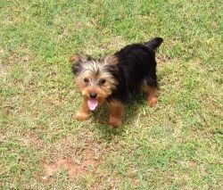 Ready To Go Yorkshire Terrier Akc