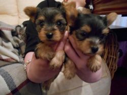 Toy Yorkshire Terrier Puppies..