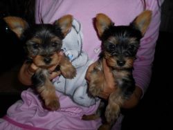 Tiny Yorkshire Terrier male and female