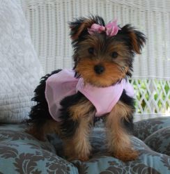I have two male and Female yorkshire terrier