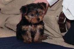 Yorkie puppies great quality.text now