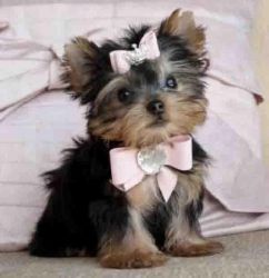 T-cup Yorkie puppies.text