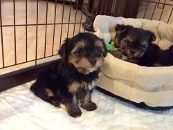 C.k.c Male And Female Yorkshire Terrier Puppies