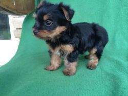 T-cup Yorkie Puppies Available