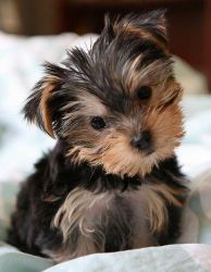 1 female yorkie and 2 male yorkie puppies