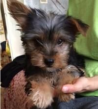 Terrier yorkie puppies for adoption