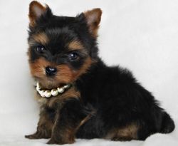Absolutely Healthy Yorkie Puppy