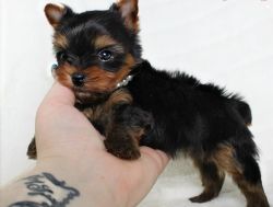 Registered Yorkie Puppies for Adoption