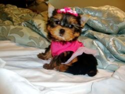 Yorkshire Terrier rehome