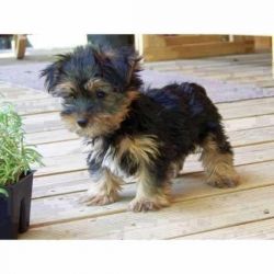 Adorable Yorkie puppies available