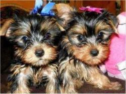 cuddly T-cup Yorkie puppies