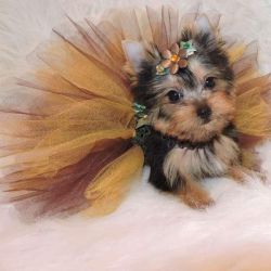 Quality Tiny Yorkie Puppies For sale