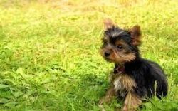 Female and male Yorkie puppy.